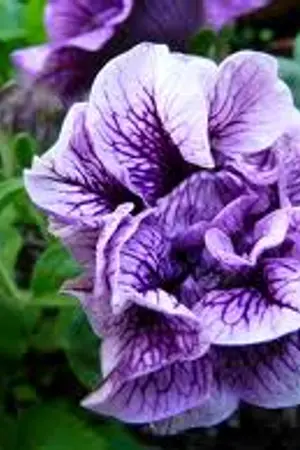 ปกนิยาย IV KAGERIA PETUNIA