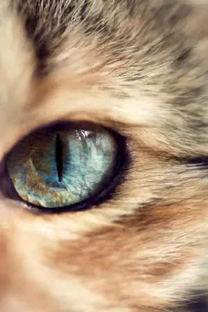 ปกนิยาย +After Maew+แปลเพลงตามใจแมว