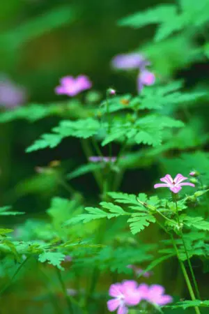 ปกนิยาย ลิขิตรักแรกมายา