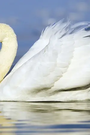 ปกนิยาย พรากหัวใจซาตาน