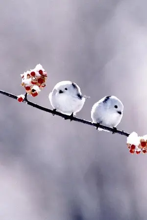 ปกนิยาย หลุมพรางรัก