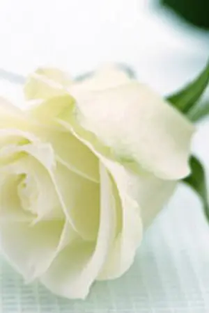 ปกนิยาย กันริท 3*8 Spacial friend เพื่อนคนพิเศษ