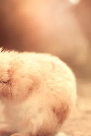 ปกนิยาย [ Short Story ]รวมเรื่องสั้นความรักหลากหลายรูปแบบ