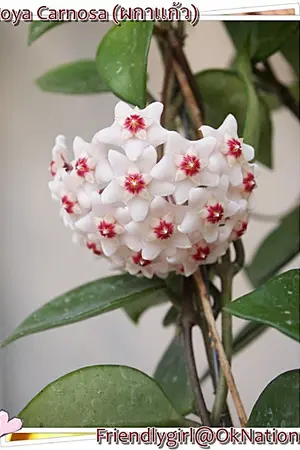 ปกนิยาย ชั่วนิจนิรันดร์