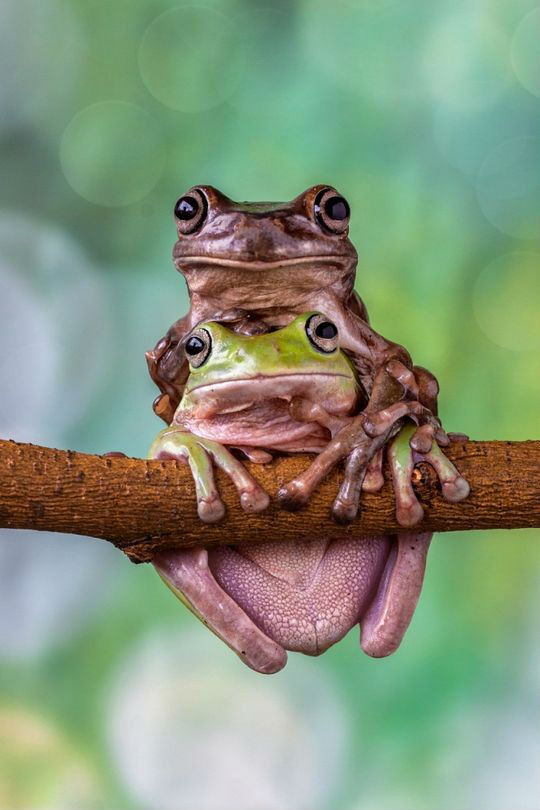 ภาพสวยๆ ของ (เจ้าชาย) กบ... | Dek-D.com