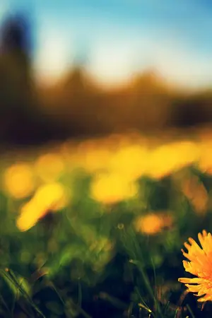 ปกนิยาย ้hello love อยากบอกเธอว่ารัก