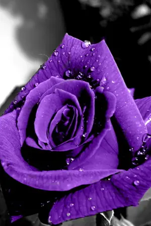 ปกนิยาย เหตุเกิดเพราะความแค้น yaoi