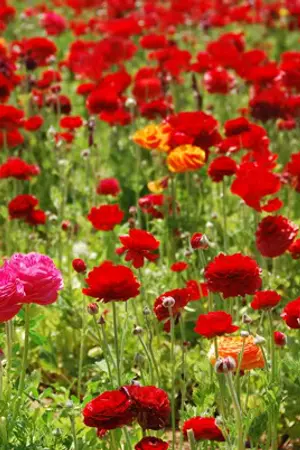 ปกนิยาย เล่ห์รักกลซาตาน