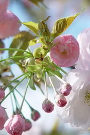 ปกนิยาย เพตารัต(ภพแห่งมนตรา)