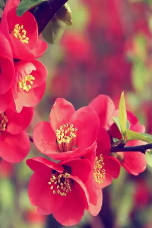 ปกนิยาย Carmelia รักเย็นชา