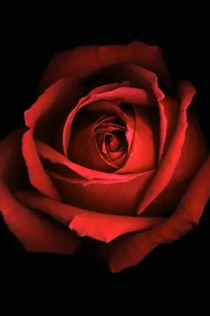 ปกนิยาย ราคีกุหลาบ