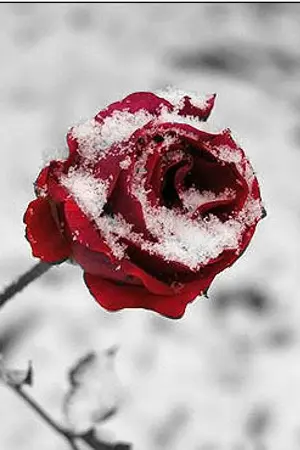 ปกนิยาย [Fic TVXQ] PROMISE [YJ, YS ft.CM] [Yaoi]