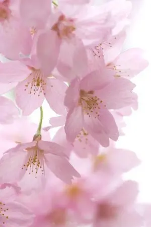 ปกนิยาย บุปผาเคียงตะวัน (yaoi)