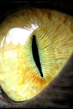 ปกนิยาย Wild Wander ปฏิบัติการ..ล่า..อำพราง