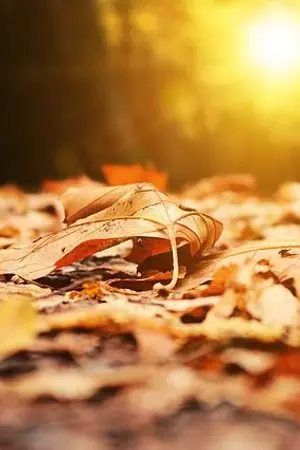 ปกนิยาย [SF-TWICE] Acrux's Collection