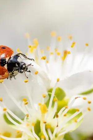 ปกนิยาย รักสลับรุ่น