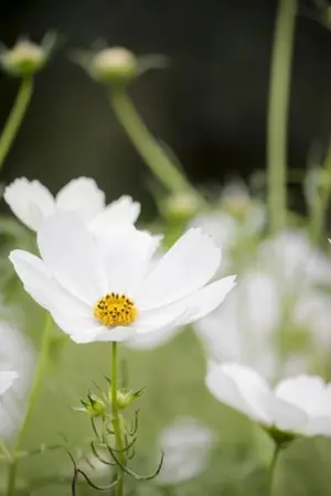 ปกนิยาย ทัศนคติแห่งรัก