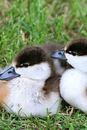 ปกนิยาย น้องสาวสุดป่วนพี่ชายสุดที่รัก