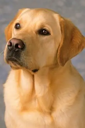 ปกนิยาย [FIC GOT7] +{ My Dog Mark }+ MarkNior , 2Jae