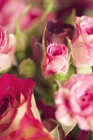 ปกนิยาย [Fanfic - VIXX] My Destiny..Sunshine