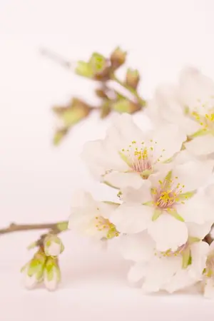 ปกนิยาย [Fic EXO] Close to... You {Chanbaek}