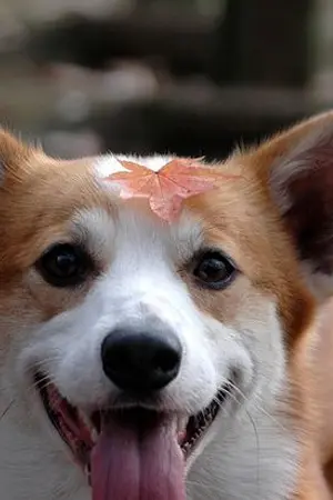 ปกนิยาย Switch #เก่งไม้ไม่หมาแล้ว | Yaoi