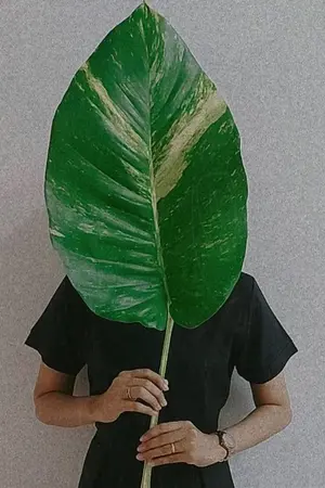 ปกนิยาย นัยน์ลวงใจ (ลบแล้ว)