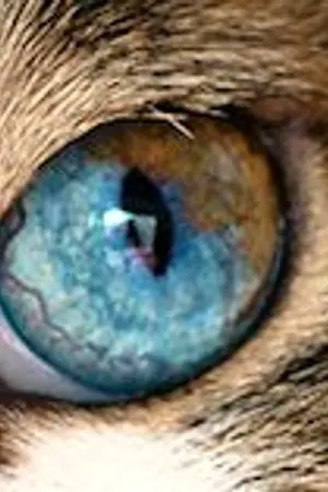 ปกนิยาย สายเลือดต้องสาปแห่งอนธการ