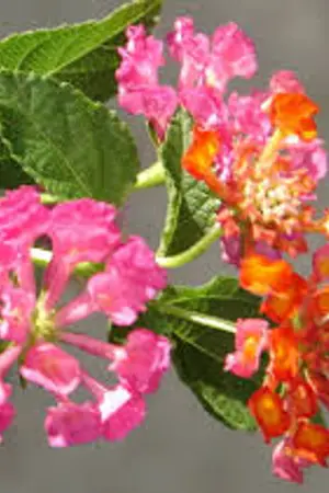 ปกนิยาย กิ่งผกา