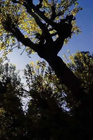 ปกนิยาย คืนฝันวันหลอน