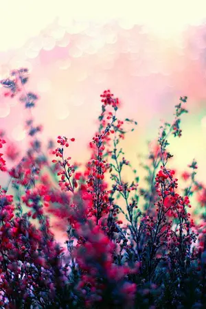 ปกนิยาย [NCT] 。Blooming Flowers | JaeTen, DoTen