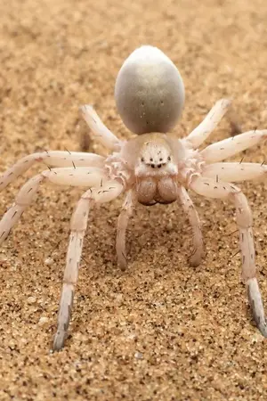 ปกนิยาย อะไรนะ ผมเกิดใหม่เป็นสัตว์อสูรที่มีแต่ความสามารถในการก็อบปี้คนอื่น(จบแล้ว)