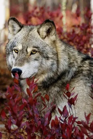 ปกนิยาย Bound by the moon : สายสัมพันธ์แห่งจันทรา