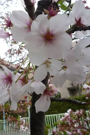 ปกนิยาย อย่าถามว่าฉันไปทำอะไรที่โตเกียว!