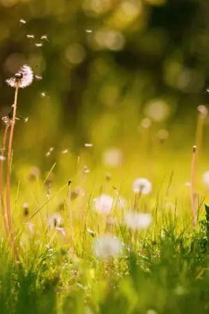 ปกนิยาย ชื่นชีวันขวัญพี่