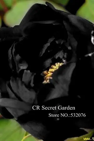 ปกนิยาย เจ้าช่อโบตั๋น   (ชุดดอกไม้แห่งกาลเวลา)