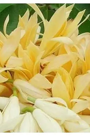 ปกนิยาย สามีสกุลอู๋