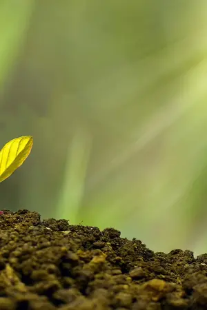 ปกนิยาย วันหนึ่งผมกลับบ้านไปปลูกผัก