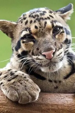 ปกนิยาย ซีรีย์ชุด สุภาพบุรุษจอมยั่ว