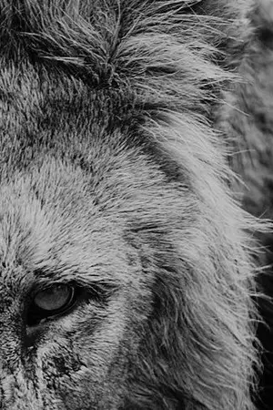 ปกนิยาย Lion's heart | รักร้ายหัวใจสิงห์ ♥