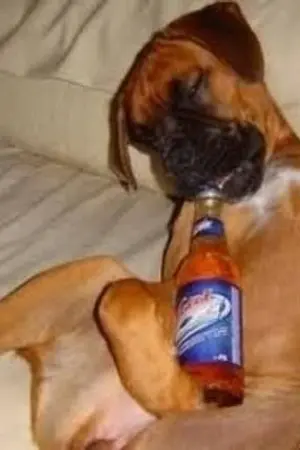 ปกนิยาย ความรักของไอ้ต๋อง