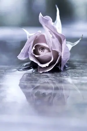 ปกนิยาย [FIC EXO] I Still.. - HunHan