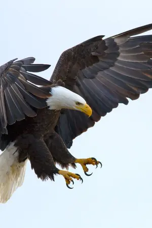 ปกนิยาย กรงเล็บอินทรี (หนึ่งในนิยายชุด สดายุอัคนี)