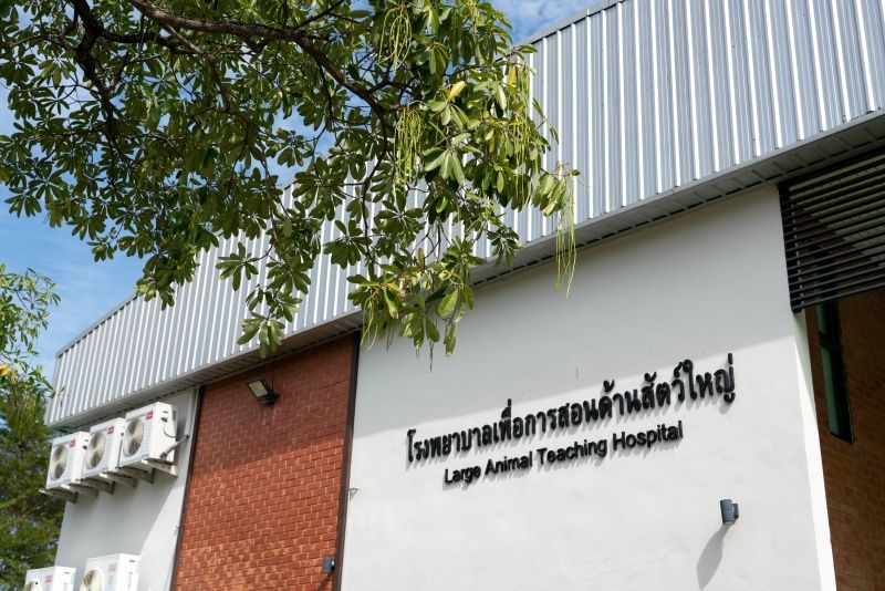 เรียนกันแบบสมจริงเลย โรงพยาบาลเพื่อการสอนด้านสัตว์ใหญ่ ของคณะสัตวแพทยศาสตร์