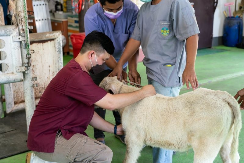 ลูกวัวตัวจริง ไม่ใช้สแตนอิน การเรียนการสอนของคณะสัตวแพทยศาสตร์