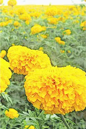 ปกนิยาย คำทำนาย ทายว่าต้องรัก [YAOI]