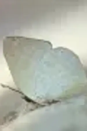 ปกนิยาย Butterfly's Dream