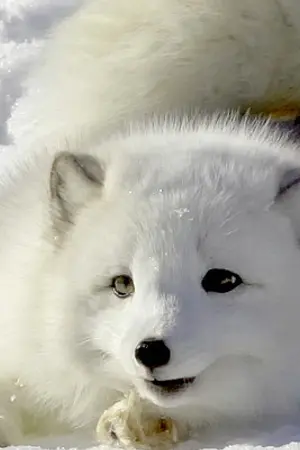 ปกนิยาย [iKON] เล่ห์จิ้งจอก [DoubleB]