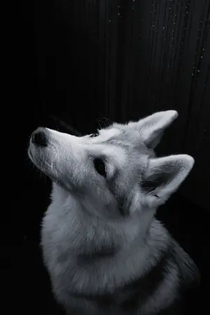 ปกนิยาย Silver Lighting -Crisis Swear- ตราบชั่วคำสาบาน [Yaoi]