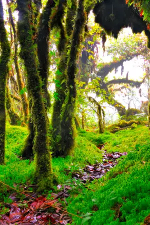 ปกนิยาย 🌿เกษตรแบบพระเจ้าทรงสร้าง🌿